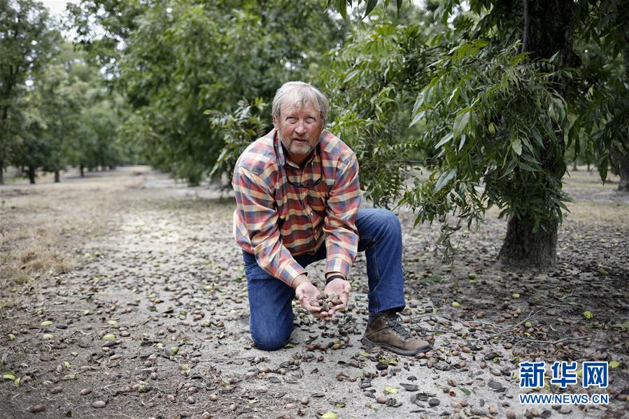 （國際&middot;圖文互動(dòng)）（4）通訊：期待美中盡早達(dá)成貿(mào)易協(xié)議&mdash;&mdash;颶風(fēng)和關(guān)稅夾擊下的美國山核桃種植戶盼重回中國市場