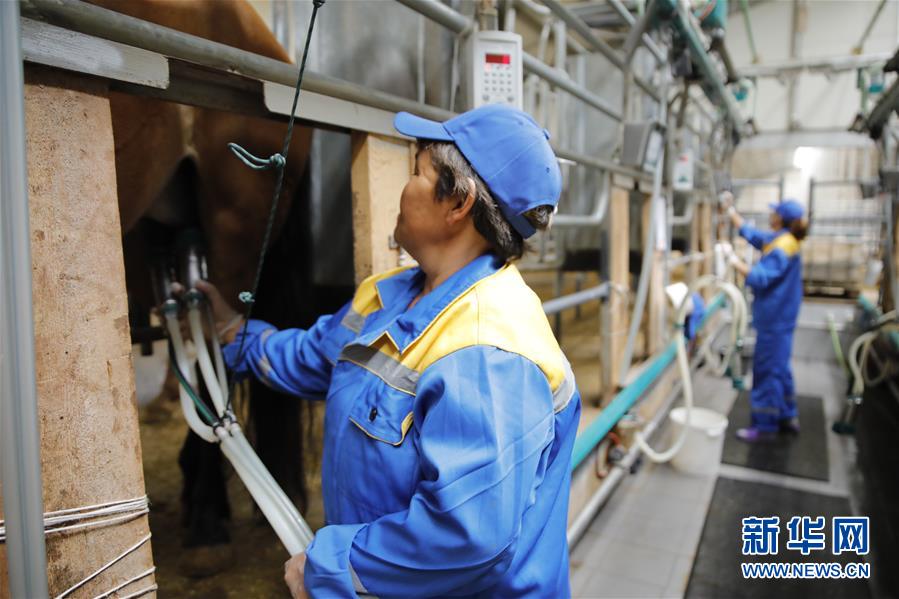 （國(guó)際&middot;圖文互動(dòng)）（3）從&ldquo;先遣隊(duì)&rdquo;到&ldquo;正規(guī)軍&rdquo;&mdash;&mdash;哈薩克斯坦駱駝奶粉入華記