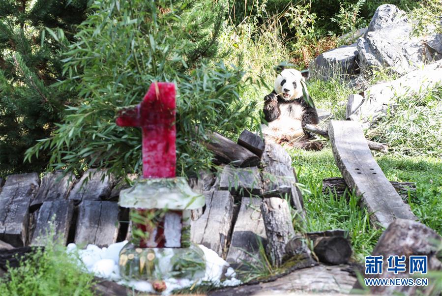 （國際）（3）德國柏林動物園為大熊貓雙胞胎慶生