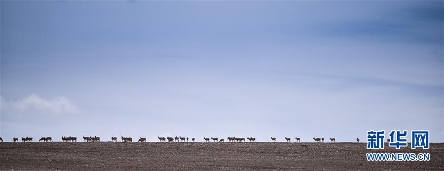 （新媒體專線&middot;圖文互動(dòng)）（4）一參與殺害&ldquo;改革先鋒&rdquo;杰桑&middot;索南達(dá)杰的嫌犯被抓獲