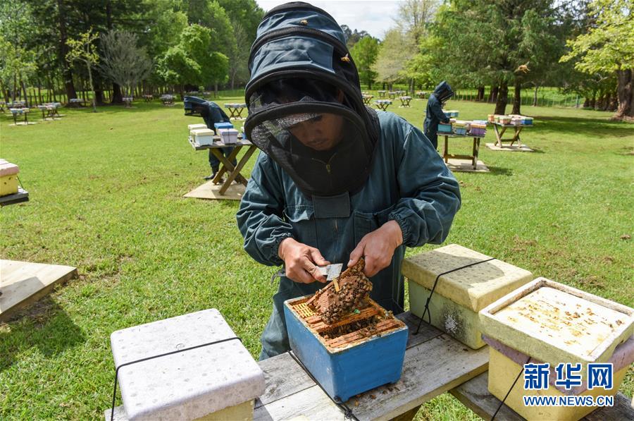 （第三屆進博會&middot;圖文互動）（7）通訊：新西蘭的進博會味道，甜