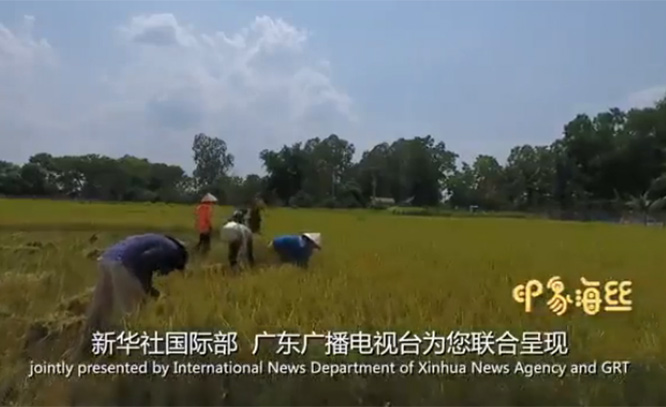 一粒有信仰的米&mdash;&mdash;海絲路上稻花香