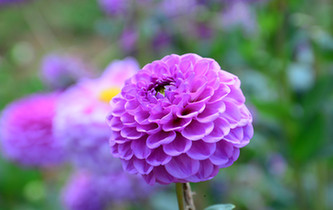 宛如童話世界！昆明撈魚河濕地公園8萬株大麗花綻放