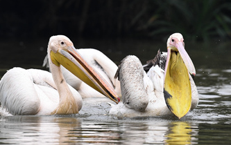 白鵜鶘&ldquo;作客&rdquo;?？? />  
<div>白鵜鶘“作客”?？?/div>
</a>
<a href=