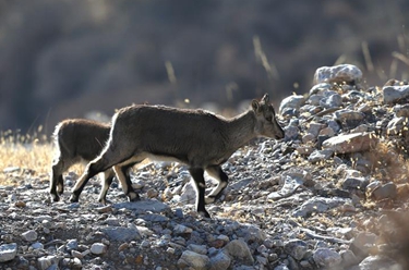 賀蘭山中的躍動&ldquo;精靈&rdquo;