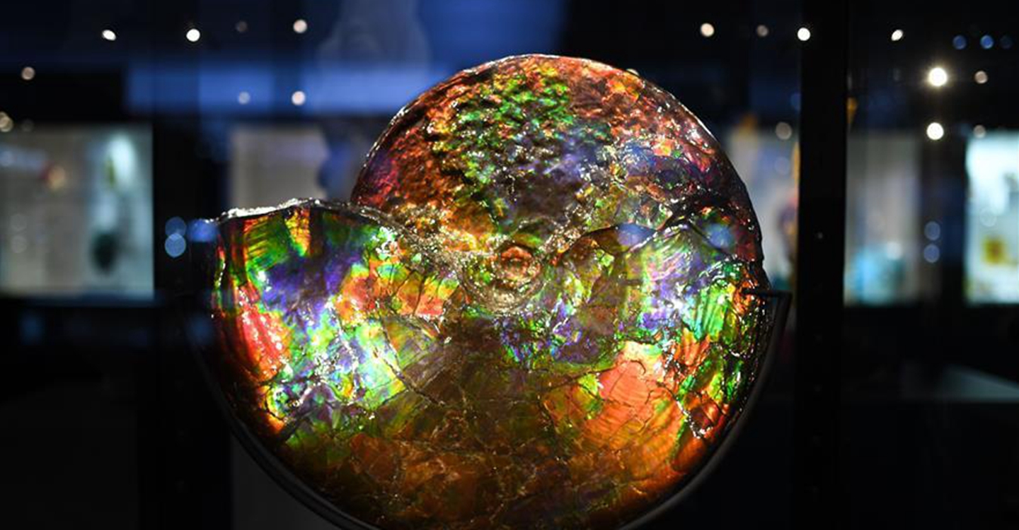 進(jìn)博會觀展體驗(yàn)：多彩&middot;絢爛&middot;未來感