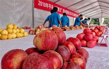 北京平谷舉行&ldquo;甜桃王&rdquo;擂臺(tái)賽